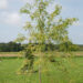 Acer saccharinum `Wieri` (2)hõbevaher