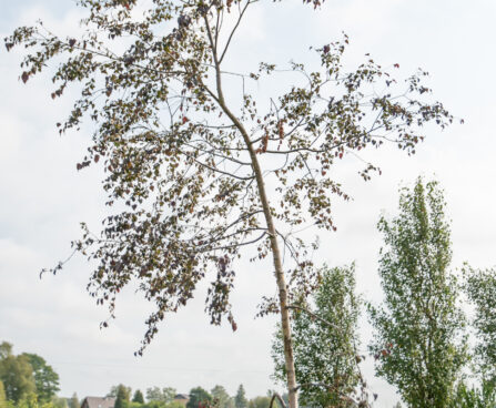 Betula pendula `Purpurea`