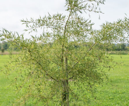 Alnus glutinosa `Imperialis` must lepp