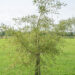 Alnus glutinosa `Imperialis` must lepp