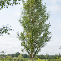 Betula pendula `Fastigiata` arukask