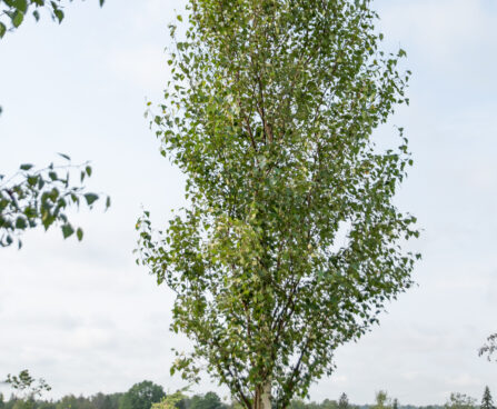 Betula pendula `Fastigiata` arukask