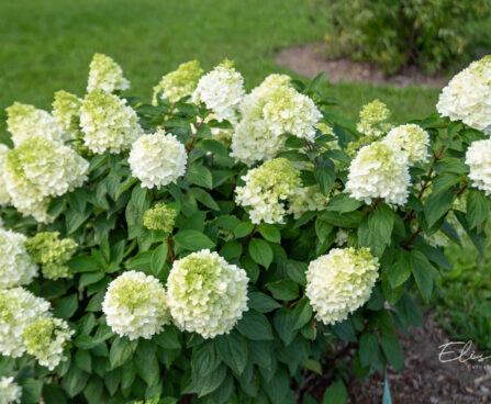 Hydrangea paniculata `Magical Moonlight` aed-hortensia