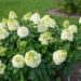 Hydrangea paniculata `Magical Moonlight` aed-hortensia