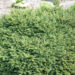 Picea abies `Nidiformis` harilik kuusk