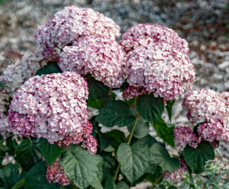 Hydrangea arborescens `Sweet Annabelle` puis-hortensia