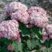 Hydrangea arborescens `Sweet Annabelle` puis-hortensia
