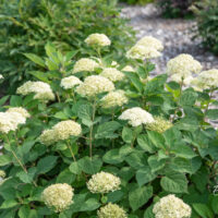 Hydrangea `Lime Rickey` hortensia