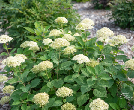 Hydrangea `Lime Rickey` hortensia