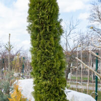 Thuja occidentalis `Smaragd` kaktus harilik elupuu (2)