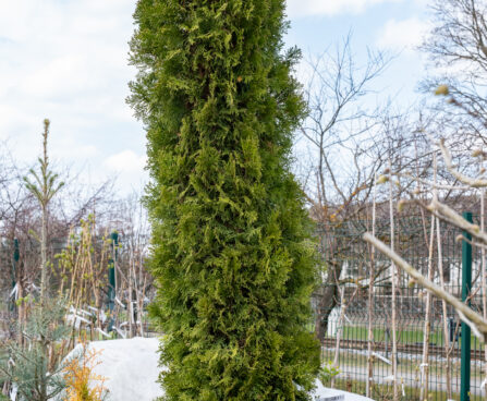 Thuja occidentalis `Smaragd` kaktus harilik elupuu (2)