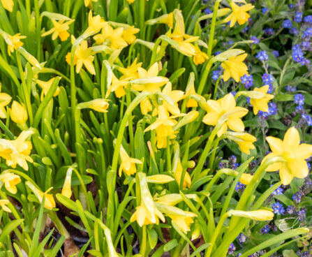 nartsiss Tete a Tete (1)