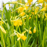 nartsiss Tete a Tete (2)