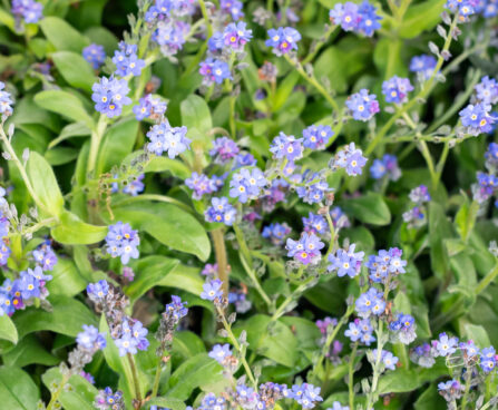 lõosilm Myosotis meelespea (2)