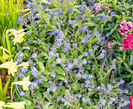 lõosilm Myosotis meelespea (1)