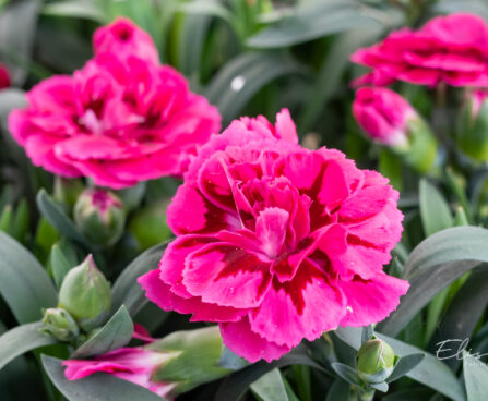 Dianthus caryophyllus `Oscar Purple Wings` (1)