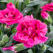 Dianthus caryophyllus `Oscar Purple Wings` (1)