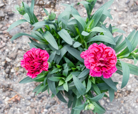 Dianthus caryophyllus `Oscar Purple Wings` (2)