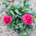 Dianthus caryophyllus `Oscar Purple Wings` (2)