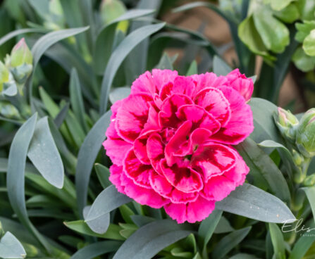 Dianthus caryophyllus `Oscar Purple Wings` (3)