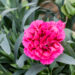 Dianthus caryophyllus `Oscar Purple Wings` (3)