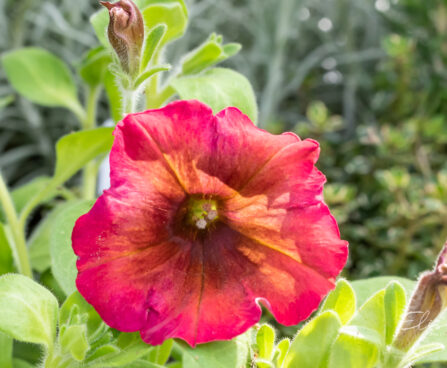 Petunia hybrida `Cascadias Arizona Sky` petuunia (2)