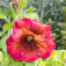 Petunia hybrida `Cascadias Arizona Sky` petuunia (2)