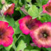 Petunia hybrida `Cascadias Arizona Sky` petuunia (1)