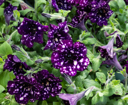 Petunia `Splash Dance Magenta Mambo` petuunia (1)