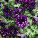 Petunia `Splash Dance Magenta Mambo` petuunia (1)