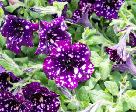 Petunia `Splash Dance Magenta Mambo` petuunia (2)