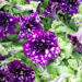 Petunia `Splash Dance Magenta Mambo` petuunia (2)