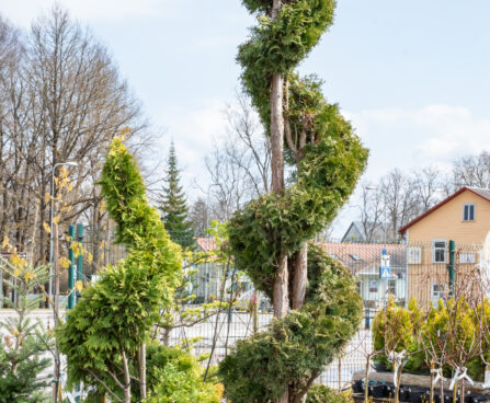 Thuja occidentalis `Yellow Ribbon` ja `Fastigiata` spiraal