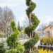 Thuja occidentalis `Yellow Ribbon` ja `Fastigiata` spiraal