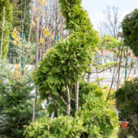 Thuja occidentalis `Yellow Ribbon` harilik elupuu spiraal