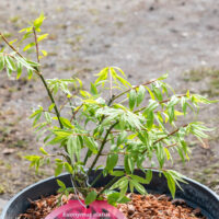 Euonymus alatus `Unforgetable Fire` tiivuline kikkapuu