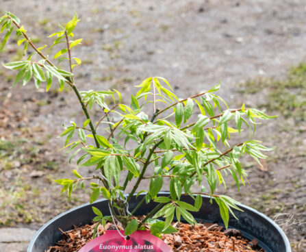 Euonymus alatus `Unforgetable Fire` tiivuline kikkapuu