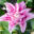 Lilium `Roselily` liilia