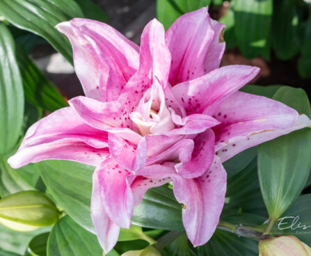 Lilium `Roselily` liilia