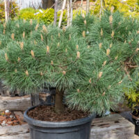 Pinus nigra `Brepo` must mänd bonsai