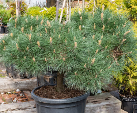 Pinus nigra `Brepo` must mänd bonsai