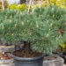 Pinus nigra `Brepo` must mänd bonsai