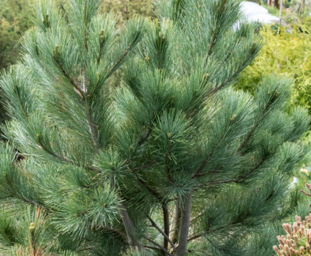 Pinus cembra alpi seedermänd (2)