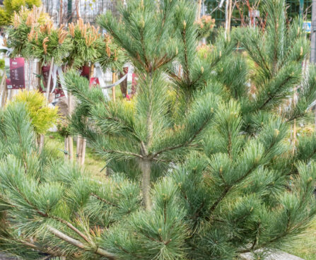 Pinus cembra alpi seedermänd (1)
