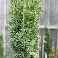 Taxus baccata `Fastigiata Robusta` harilik jugapuu (1)