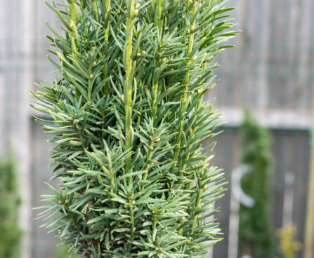 Taxus baccata `Fastigiata Robusta` harilik jugapuu (1)