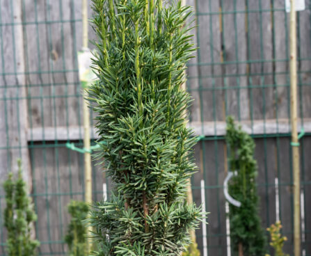 Taxus baccata `Fastigiata Robusta` harilik jugapuu (2)