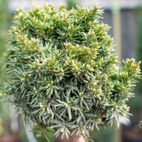 Taxus baccata `Green Diamond` harilik jugapuu