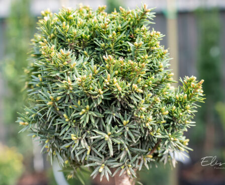 Taxus baccata `Green Diamond` harilik jugapuu