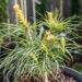 Pinus wallichiana pisarmänd